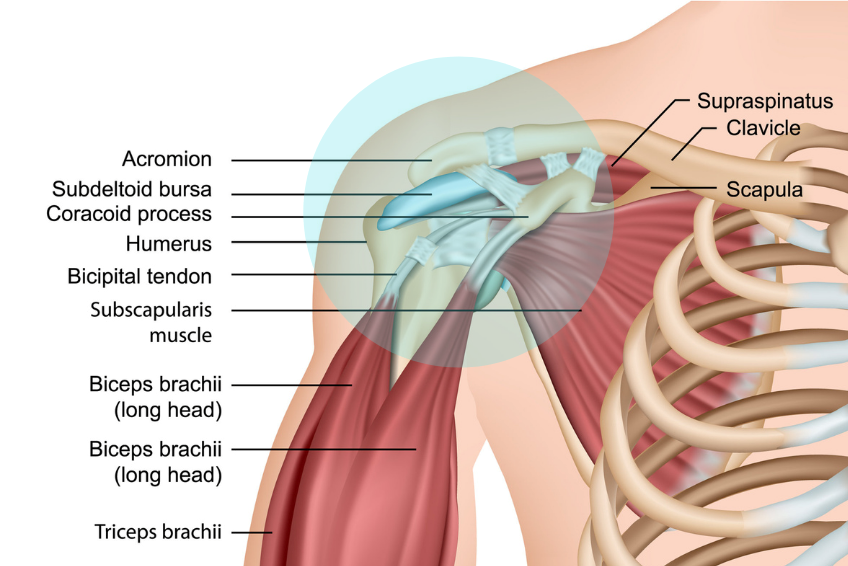 Clean anatomical diagram showing shoulder muscles, bones and structures including supraspinatus, clavicle, acromion, and biceps brachii
