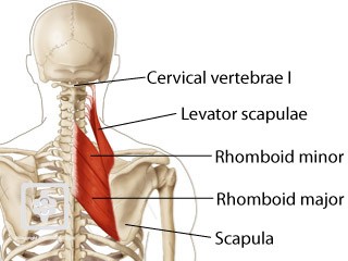 Shoulder anatomy showing cervical vertebrae, levator scapulae, rhomboid minor, rhomboid major, and scapula